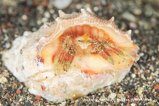 201123-ra-04hondo.jpg