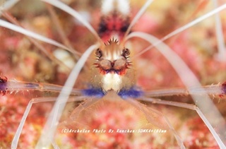 201123-ra-05otohime.jpg