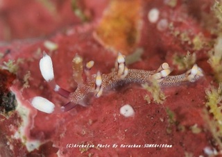 201124-ha-01hakutenmino.jpg