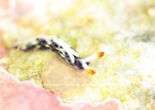 201124-ha-02yozora.jpg