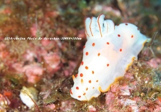 201124-ha-03ooera.jpg