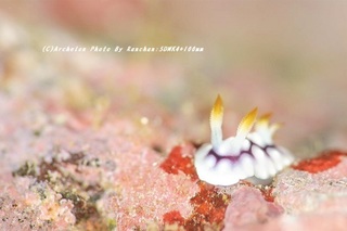 201124-ra-02kikamoyo.jpg