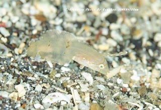 201124-ra-04hoshi.jpg