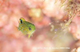 201124-ra-06ruri.jpg