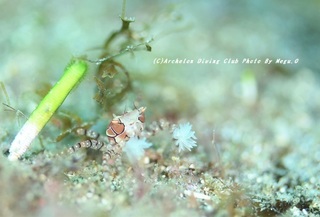 201128-o-03kinch.jpg