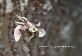 201128-o-04akahoshi.jpg