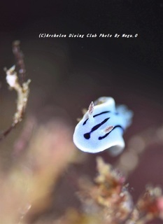 201128-o-05mizore.jpg