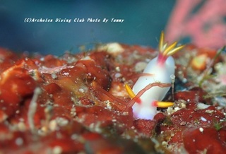 201128-t-03zouge.jpg