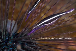 201129-oka-02gangaze.jpg