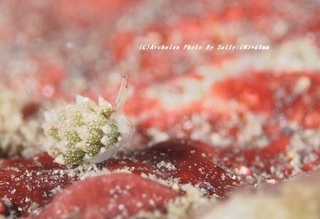 201129-oka-03teng.jpg