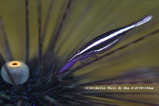 201129-ot-03gangaze.jpg