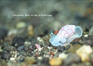201129-ot-04beni.jpg
