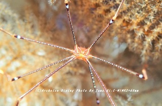230819-hirat01oruto.jpg