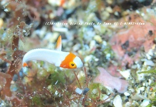 230819-hirat02irobu.jpg