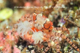 230819-hirat04kinchaku.jpg