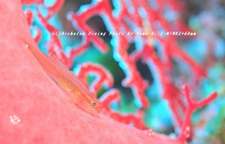 230819-hirat06haze.jpg