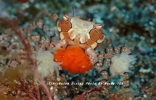 230820-onomk01kincha.jpg