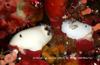 230822-ono-01yukidama.jpg