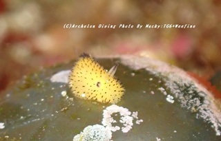 230822-ono-03gomahu.jpg