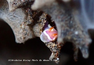 230823-akne-02rabebder.jpg