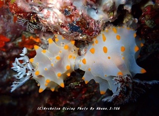230823-akne-03konpeito.jpg