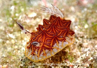 230823-akne-04mozaiku.jpg