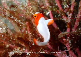 230823-akne-05irobu.jpg