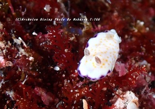 230827-nob-01himekomon.jpg