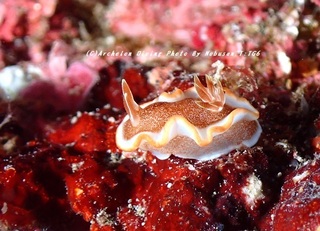 230827-nob-02kyara.jpg