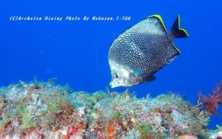 230827-nob-04yuzen.jpg
