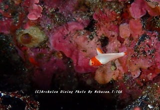 230827-nob-05irobu.jpg