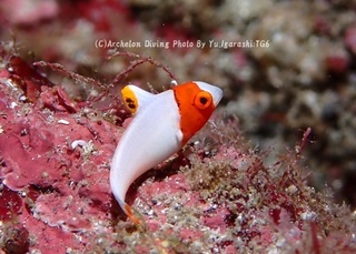 230909-iga-05irobu.jpg