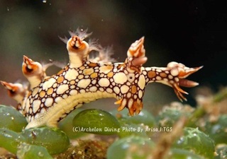 230909-izum-02hiodo.jpg