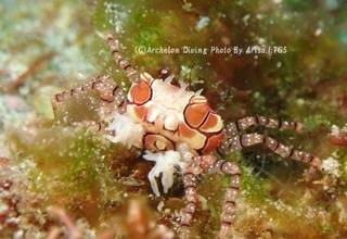 230909-izum-03kinchak.jpg
