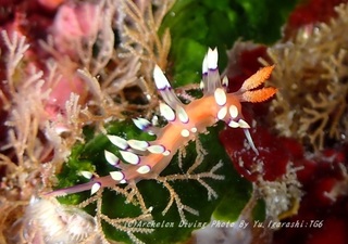 230910-igara-02adeyaka.jpg