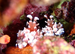 230910-igara-06huri.jpg