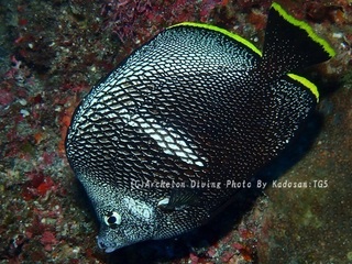 230928-kado-02yuzen.jpg
