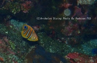 230928-kado-04nishiki.jpg