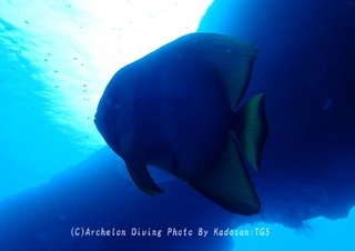 230928-kado-06tsubame.jpg