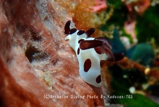 230928-kado-07panda.jpg