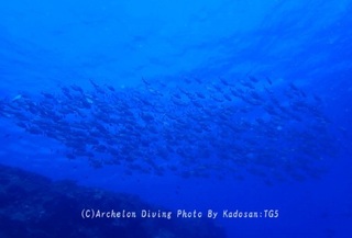 230929-kado-01okiaji.jpg