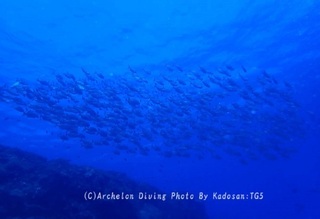 230929-kado-01okiaji02.jpg