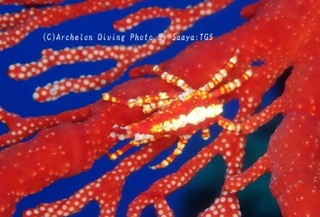 230930-saya-03isobana.jpg
