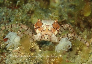 230930-saya-09kinchaku.jpg