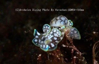 231022-har-01konshi.jpg
