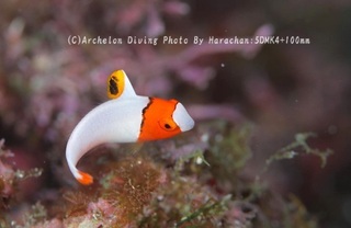 231022-har-04irobu.jpg