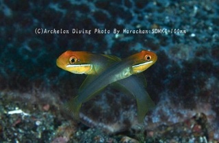 231022-har-05akahachi.jpg