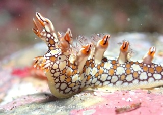 231026-mkid-03hiodoshi.jpg