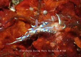 231027-mkid-03hibusa.jpg