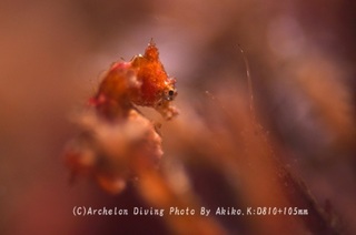 231103-kuma-07pig.jpg